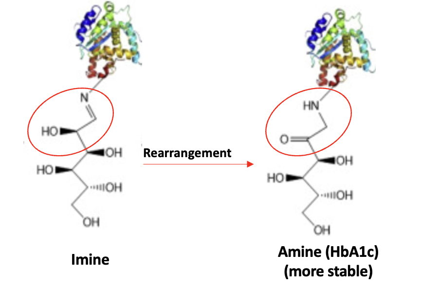 what-s-the-deal-with-hemoglobin-a1c-a-glucose-coated-chemistry-lesson